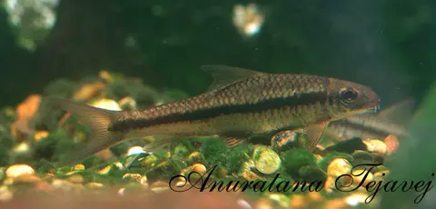 Crossocheilus burmanicus