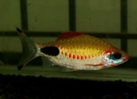 Dawkinsia assimilis