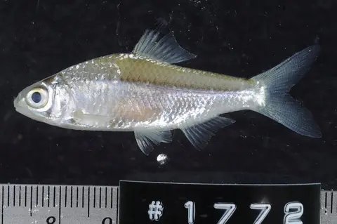 Mystacoleucus ectypus