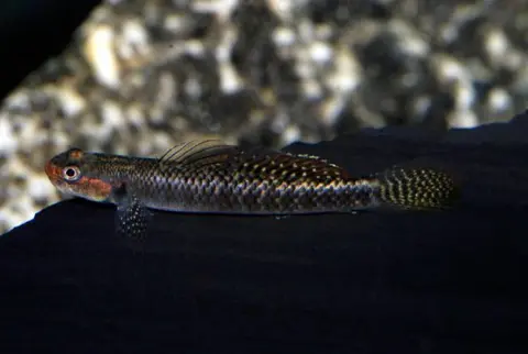 Stiphodon ornatus