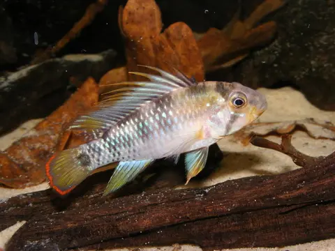 Apistogramma baenschi