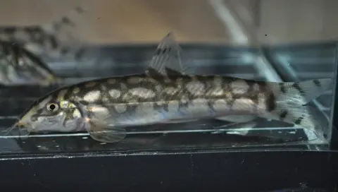 突吻沙鳅