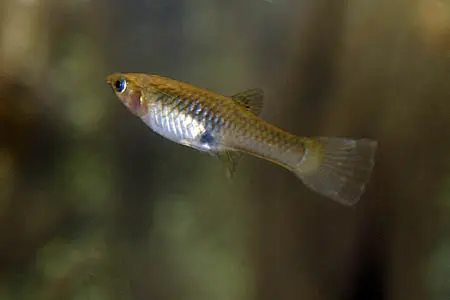 Poecilia wingei