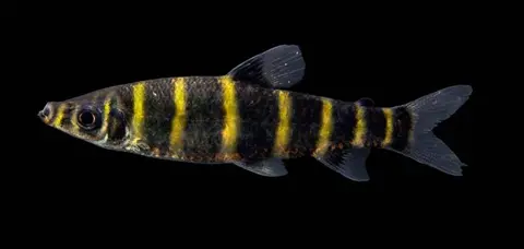 Synaptolaemus latofasciatus
