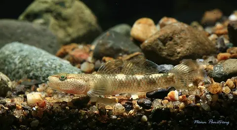 Rhinogobius chiengmaiensis