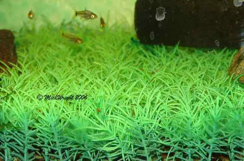 污斑波鱼