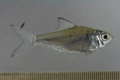 月斑长臀魮