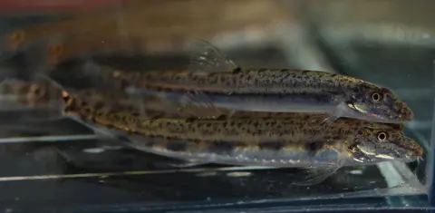 Acanthopsoides sp. 'A01'