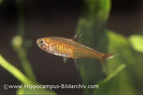 爱魮脂鲤