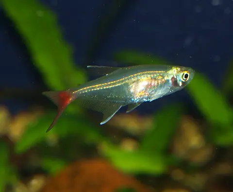 Prionobrama filigera