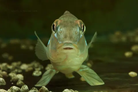 后臀丽鱼