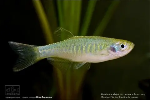Danio aesculapii