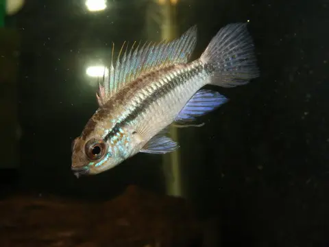 Apistogramma eremnopyge