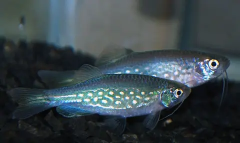 Danio dangila