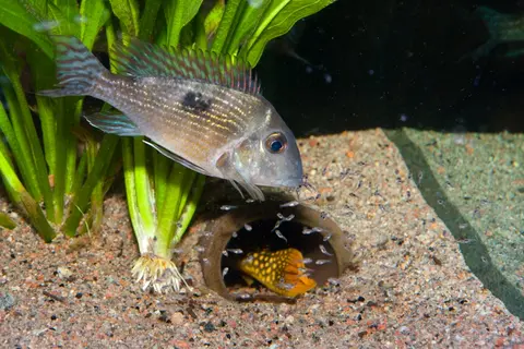 Geophagus parnaibae
