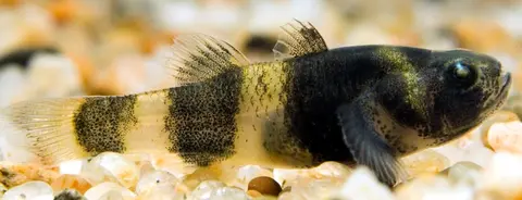 马来短鰕虎鱼