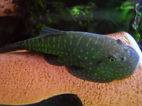 Gastromyzon zebrinus