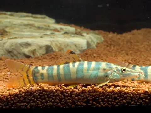 缅甸沙鳅