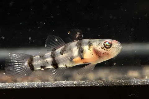 Brachygobius mekongensis