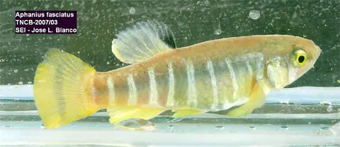 斑条秘鮰