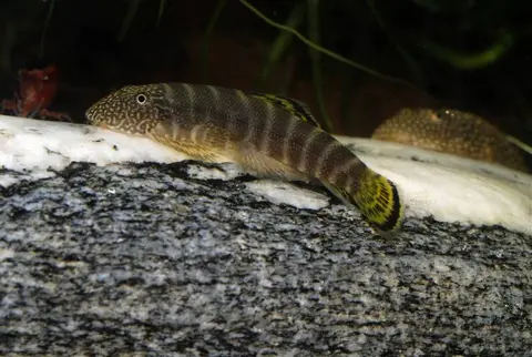 Gastromyzon viriosus