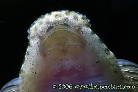 宽头拟腹吸鳅