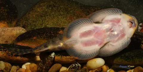 Sewellia elongata