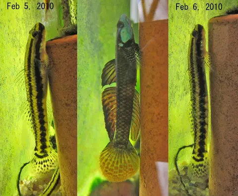 Stiphodon ornatus