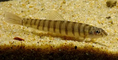 Schistura sp. 1