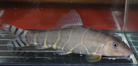孟加拉沙鳅