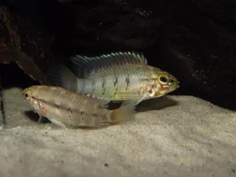 Apistogramma paulmuelleri
