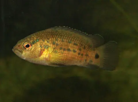 Badis assamensis