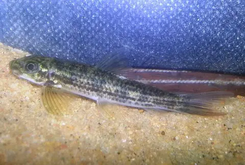 Garra surendranathanii