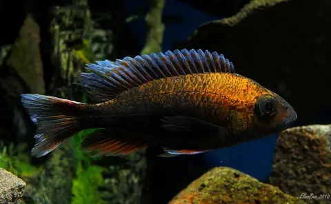 Aulonocara jacobfreibergi