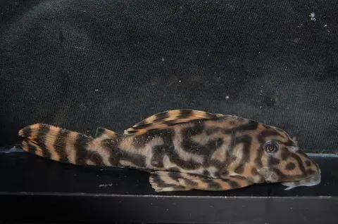 Peckoltia sp.