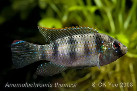 Anomalochromis thomasi