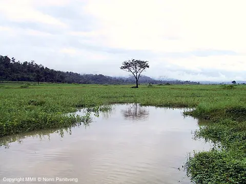 三线波鱼