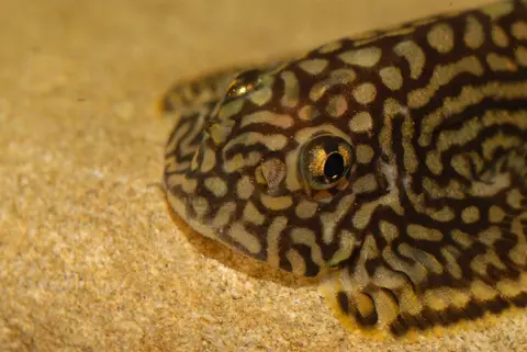 思凡腹吸鳅