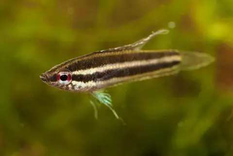 Parosphromenus sp. 'Sentang'