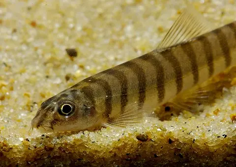 Schistura sp. 1