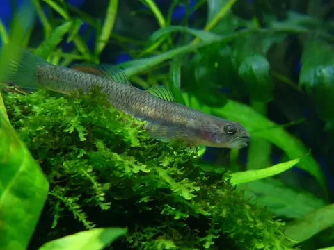 环带瓢眼鰕虎鱼