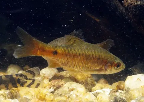 Pethia pookodensis