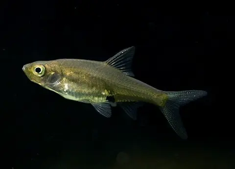 Sawbwa resplendens
