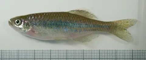 Devario sp. 'giraffe'