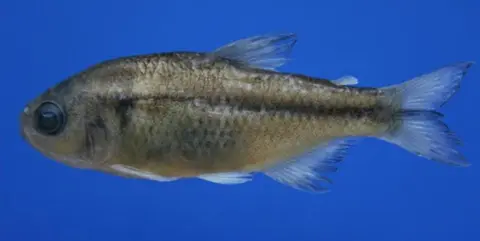Hyphessobrycon balbus