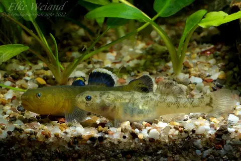 沙漠虾虎