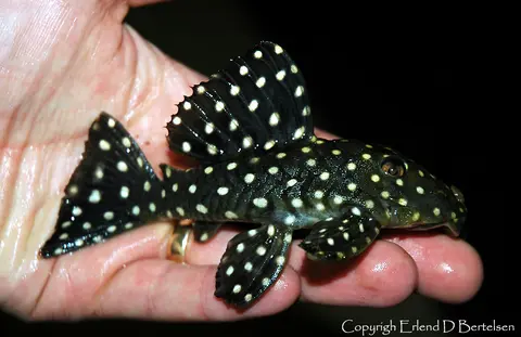 Baryancistrus sp. L142