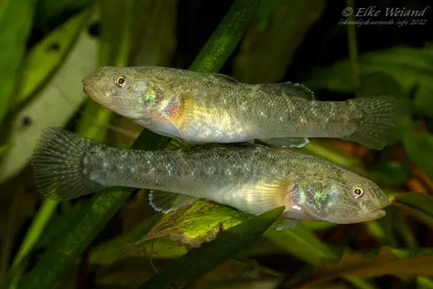 沙漠虾虎