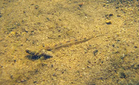 Acanthopsoides molobrion
