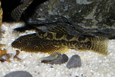 Sewellia sp. 'SEW03'